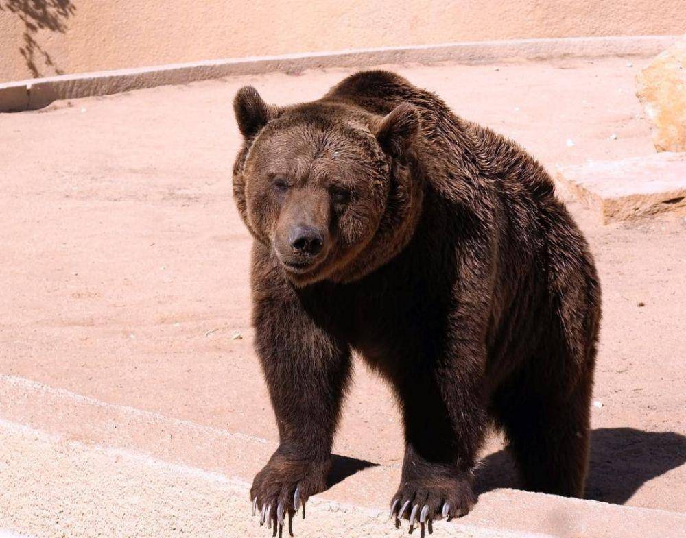 potret beruang di Riyadh Zoo (instagram.com/ali.almusalam)
