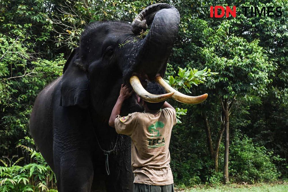 Seorang mahout dengan gajah di Taman Nasional Way Kambas, Lampung Timur, Lampung. (Bims Harahap for IDN Times)
