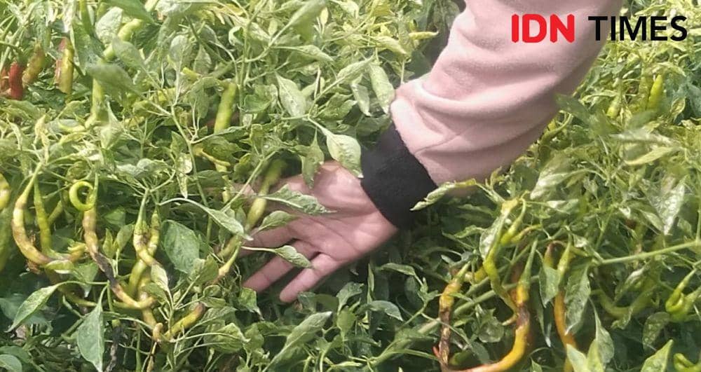 Tanamanan cabai yang diserang hama lalat buah dan pathek.(IDN Times/Daruwaskita)