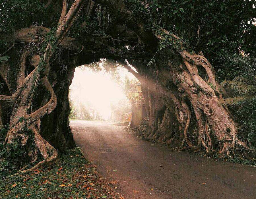 Pohon Bunut Bolong (wonderful.jembranakab.go.id)