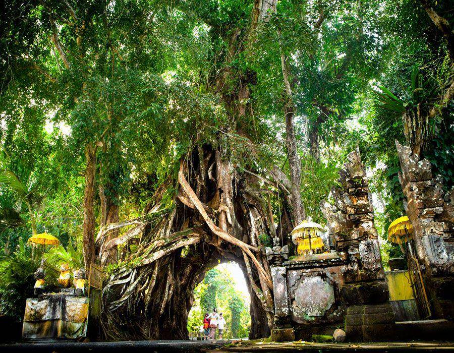 Pohon Bunut Bolong (wonderful.jembranakab.go.id)