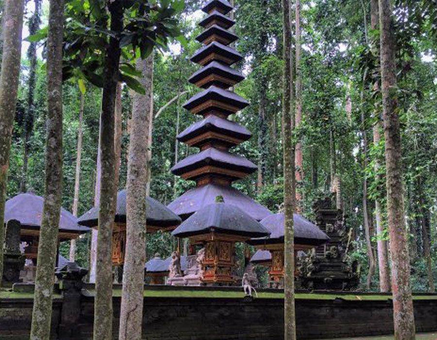 pohon di Hutan Pala Sangeh (www.bukit-sari-sangeh.com)