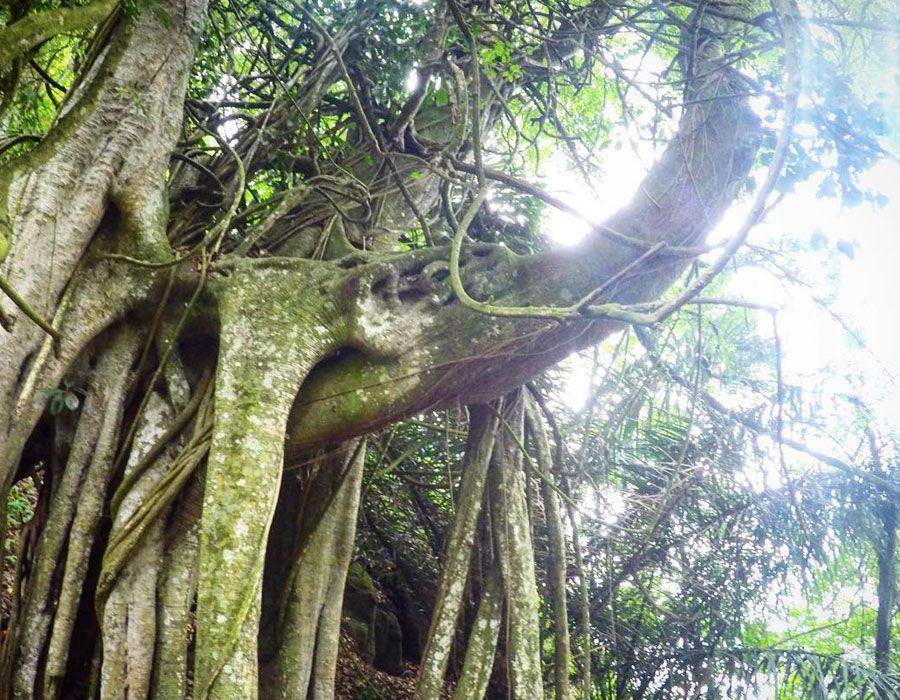 Pohon Taru Menyan di Desa Trunyan (instagram.com/teddynatha)