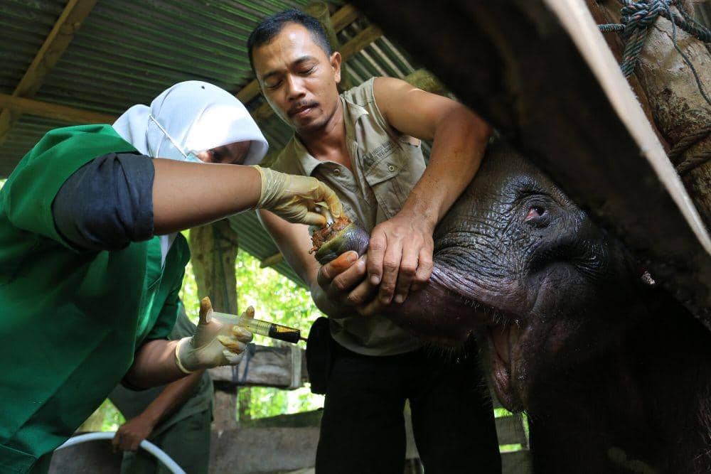 Tim Dokter hewan BKSDA Aceh melakukan proses perawatan dan pengobatan gajah liar yang terjerat di klinik pengobatan Pusat Latihan Gajah (PLG) Saree, Aceh Besar, Aceh, Senin (15/11/2021). (ANTARA FOTO/Syifa Yulinnas)