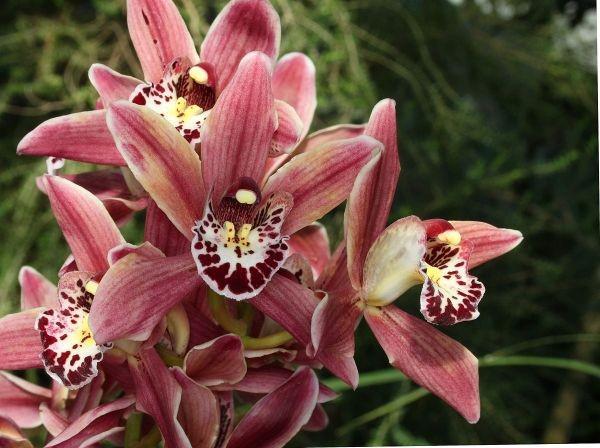 Cara Merawat Anggrek Cymbidium, Tanaman Eksotis Populer