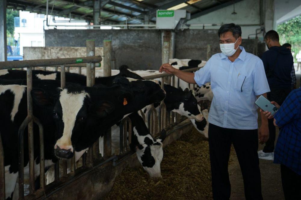 Tingkatkan Produksi Susu, Frisian Flag Gandeng 15 Koperasi Peternak Sapi Perah Lokal
