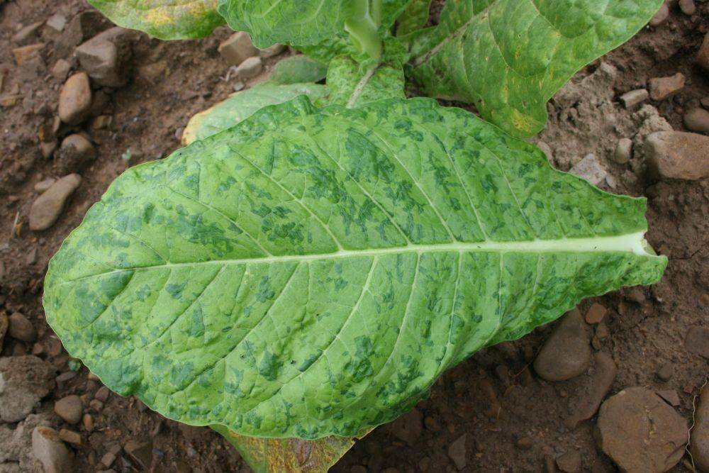 ilustrasi tanaman yang terinfeksi tobacco mosaic virus (burleytobaccoextension.ca.uky.edu)