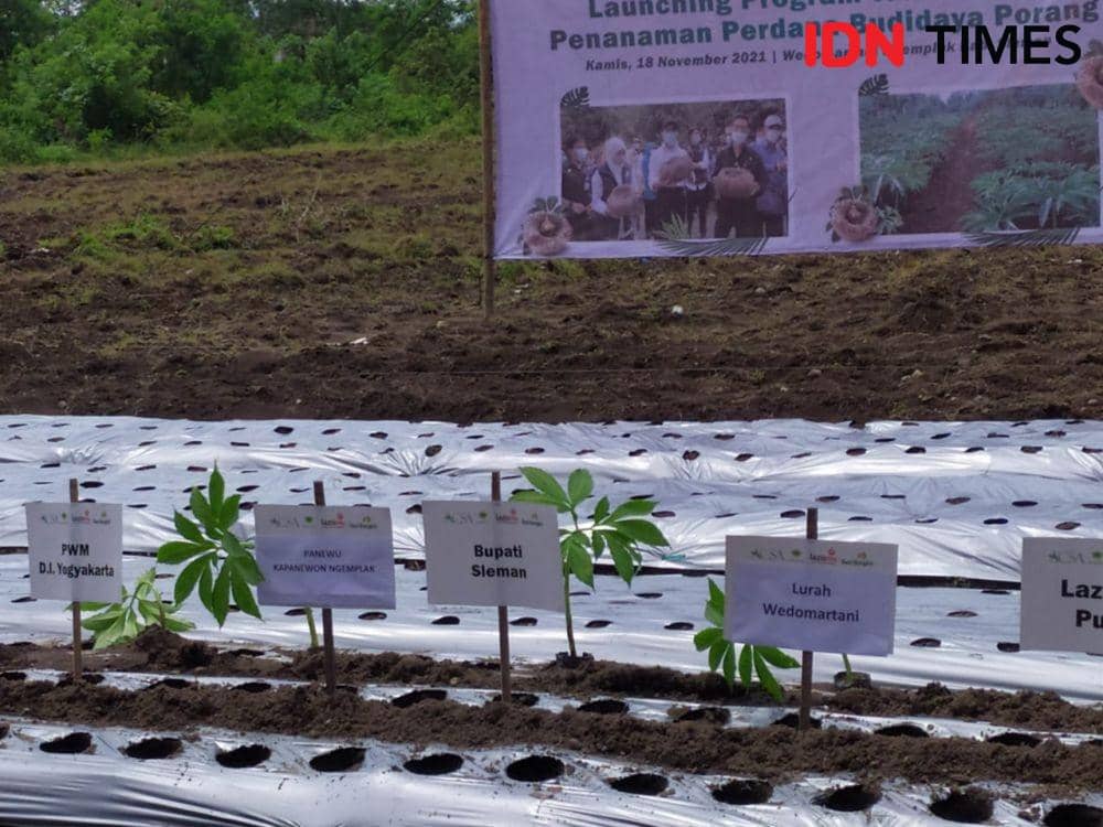 Budidaya porang. (IDN Times/Siti Umaiyah)