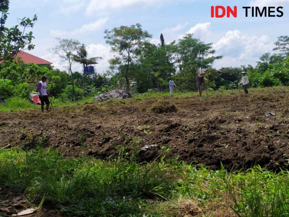 Budidaya porang. (IDN Times/Siti Umaiyah)