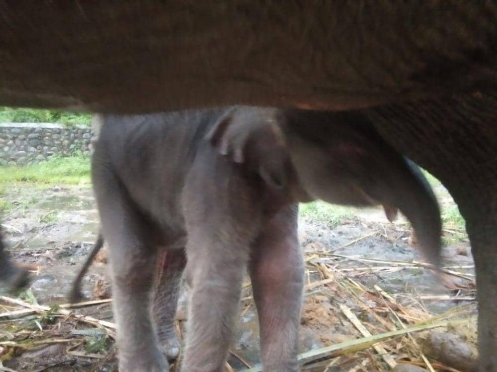 Potret anak gajah yang lahir di Tangkahan pada Rabu (17/11/2021) sekitar pukul 03.00 WIB. Ini adalah kelahiran ketujuh Gajah Sumatra di sana. (Dok: BBTNGL)