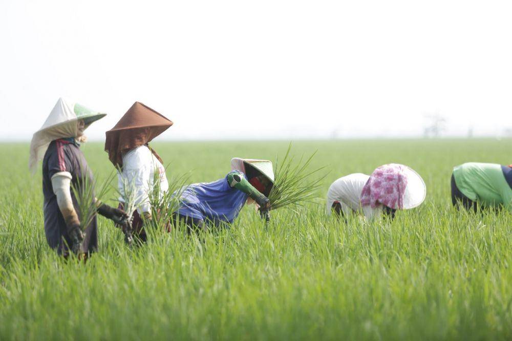PT Pupuk Indonesia (Persero) mendorong kepada seluruh petani Tanah Air untuk menerapkan pemupukan berimbang. (Dok. Istimewa)