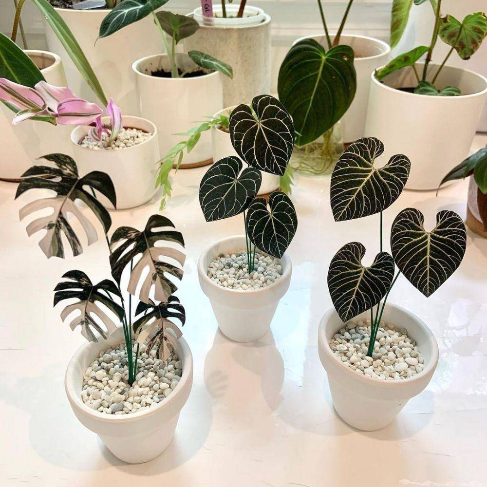 tanaman hias mini (instagram.com/hippie.houseplants)