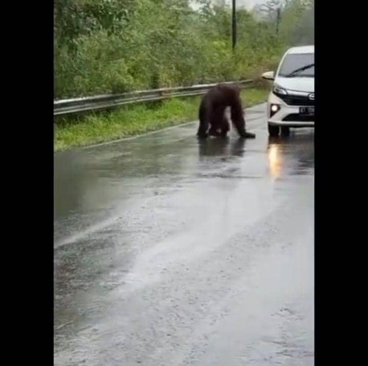 Viral! Orangutan Nyeberang Jalan hingga BKSDA Kaltim Terjunkan Tim