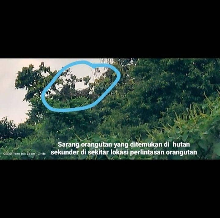 Temuan sarang diduga milik orangutan jantan dewasa, (IDN Times/instagram BKSDA Kaltim)
