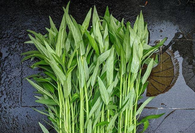 ilustrasi kangkung (instagram.com/hidroponikrumahtani)