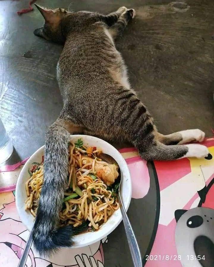 potret apes makan mi ayam (instagram.com/sukijan.id)