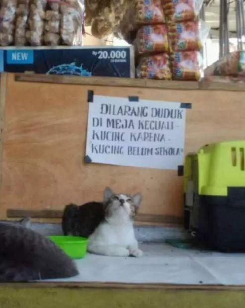peraturan nyeleneh (instagram.com/masabodohah)