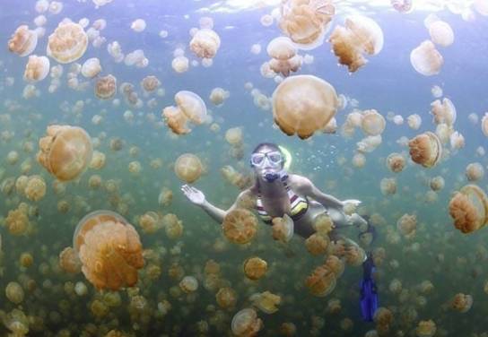 Wisatawan berenang bersama ubur-ubur (ig wisata__kaltim)