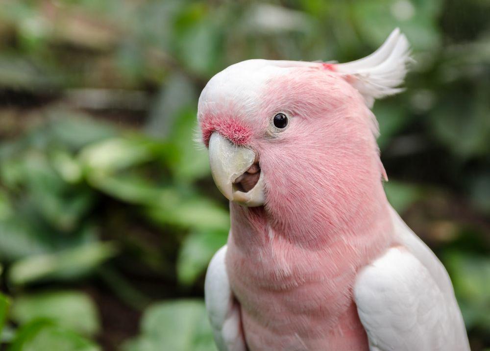 Not Pianika Burung Kakaktua, Lagu Anak yang Mudah Dimainkan