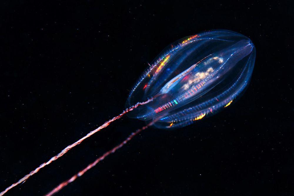 6 Fakta Unik Ctenophora, Hewan Purba yang Mirip Ubur-ubur