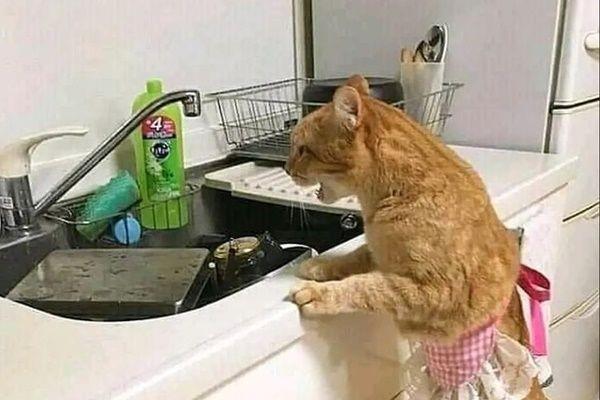 10 Potret Lucu Kucing Melakukan Pekerjaan Rumah, Demi Sesuap Ikan