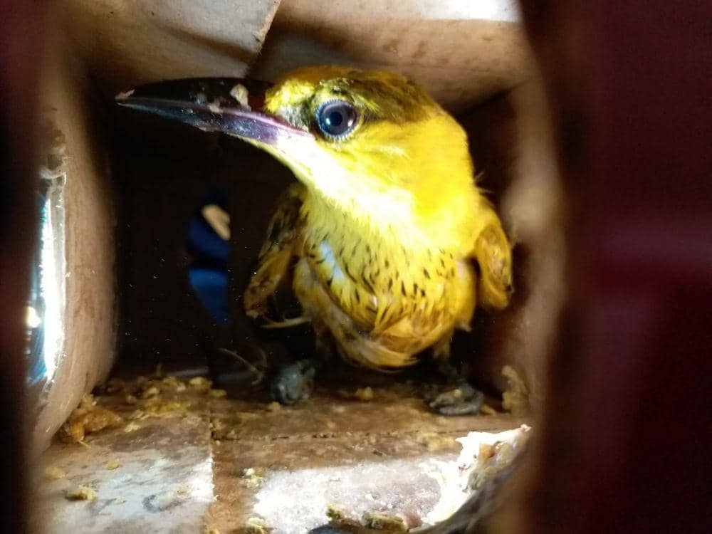 KSKP Pelabuhan Bakauheni berhasil mengamankan sebanyak 2.159 ekor burung tanpa kelengkapan dokumen. (IDN Times/Istimewa)
