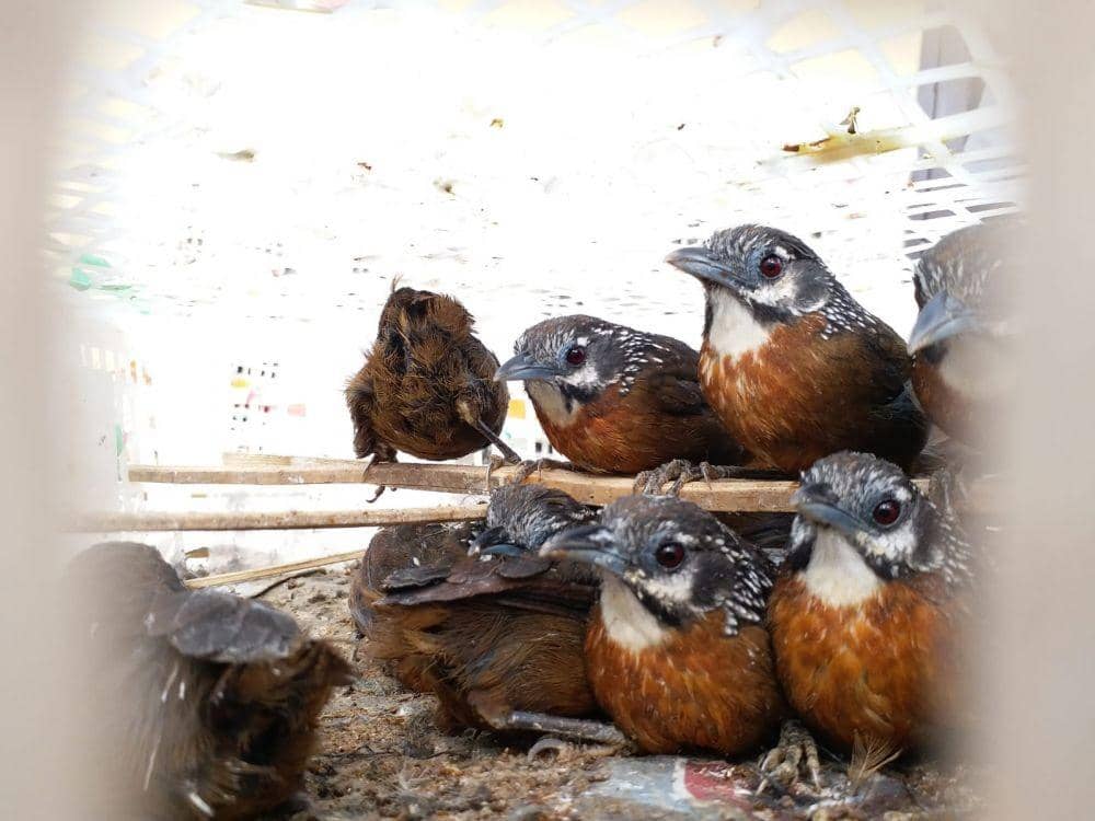 KSKP Bakauheni Amankan 2.159 Ekor Burung Tanpa Dokumen Resmi