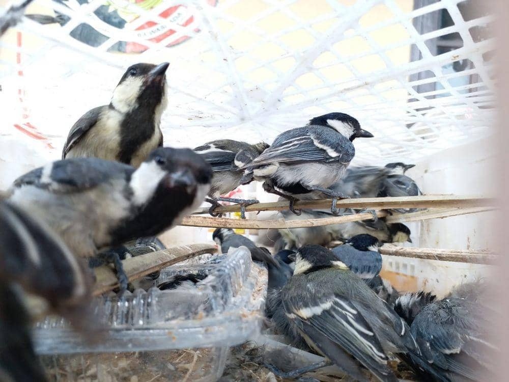 KSKP Pelabuhan Bakauheni berhasil mengamankan sebanyak 2.159 ekor burung tanpa kelengkapan dokumen. (IDN Times/Istimewa)