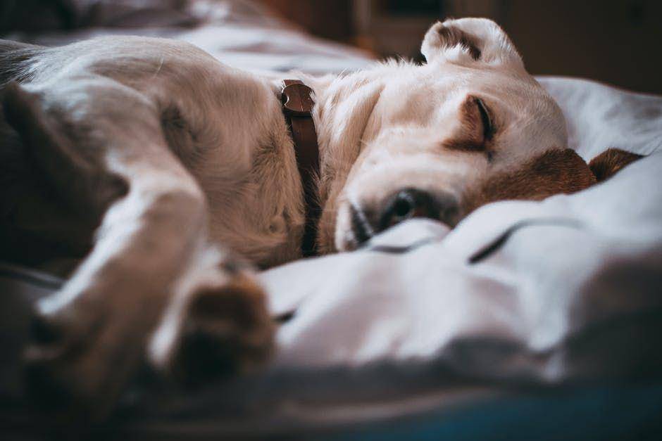 ilustrasi anjing sedang tidur (Pexels.com/Lisa)