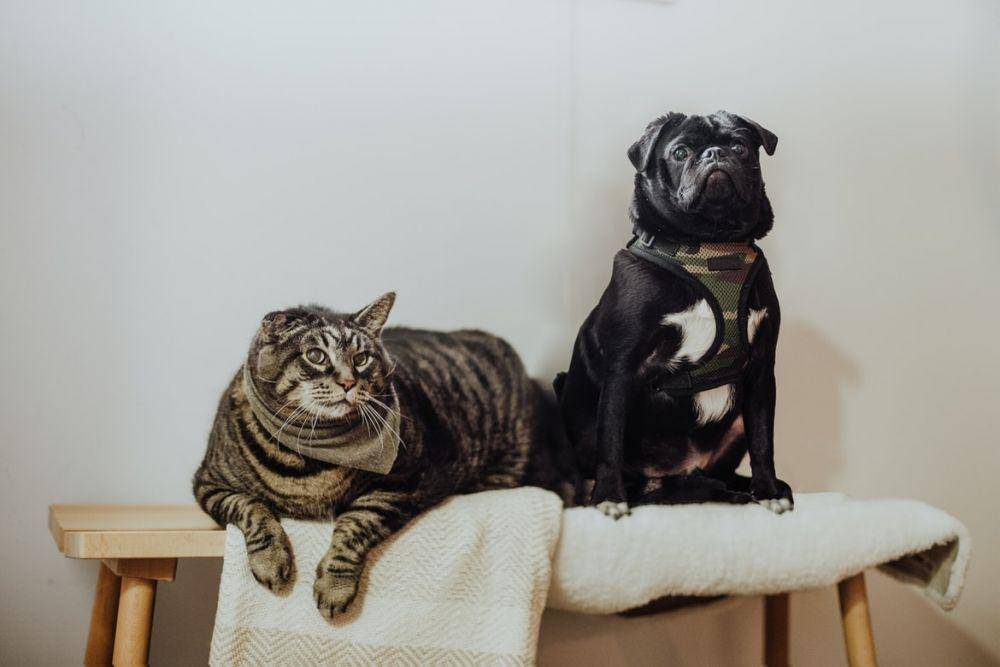 ilustrasi anjing dan kucing (Unsplash.com/Priscilla Du Preez)