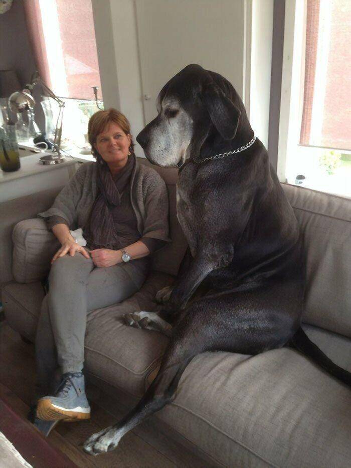 anjing besar (reddit.com/user/omatuchno/)