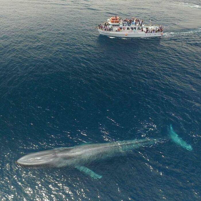 paus biru (reddit.com/user/FormerFruit/)