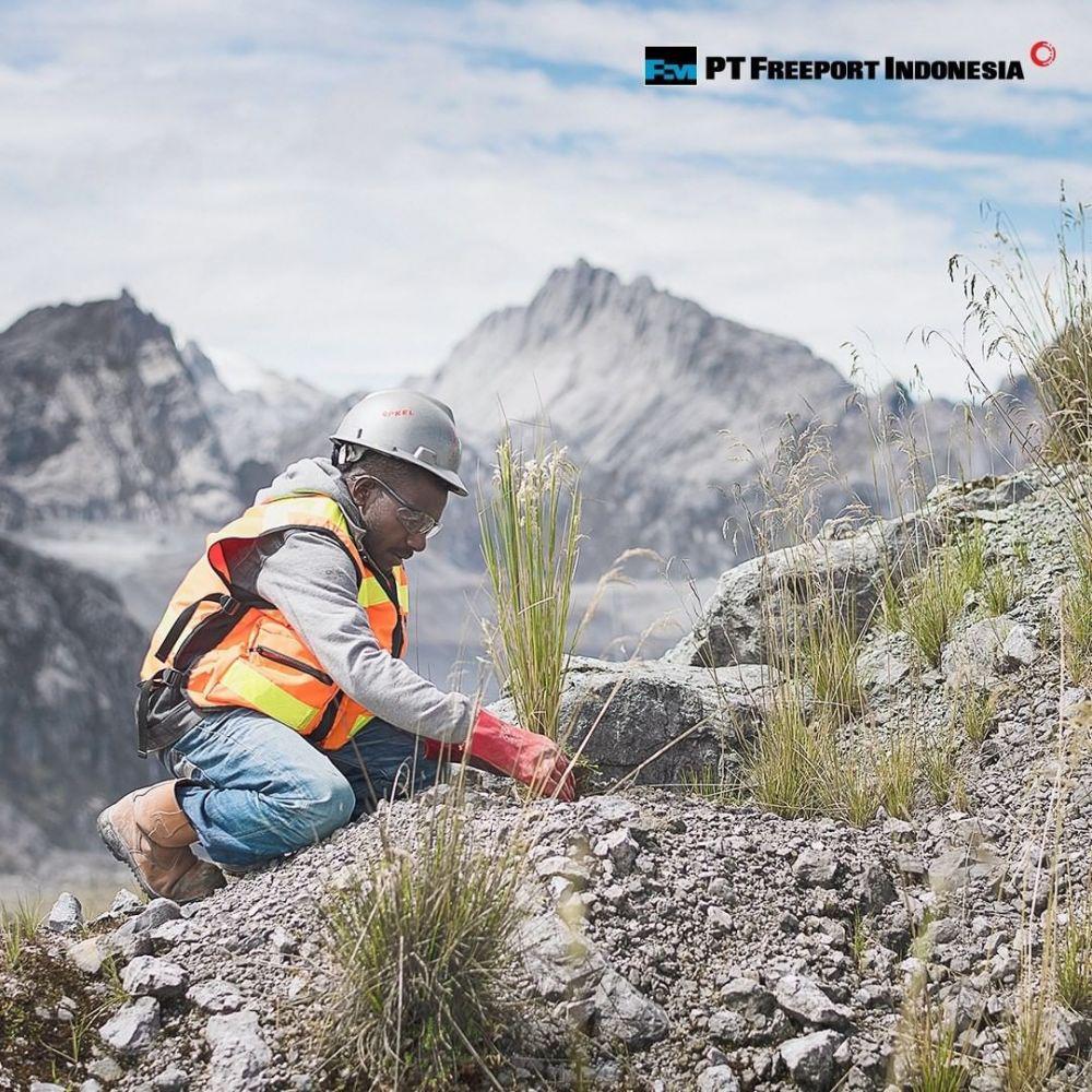 foto seorang pekerja sedang menanam rumput (instagram.com/freeportindonesia)