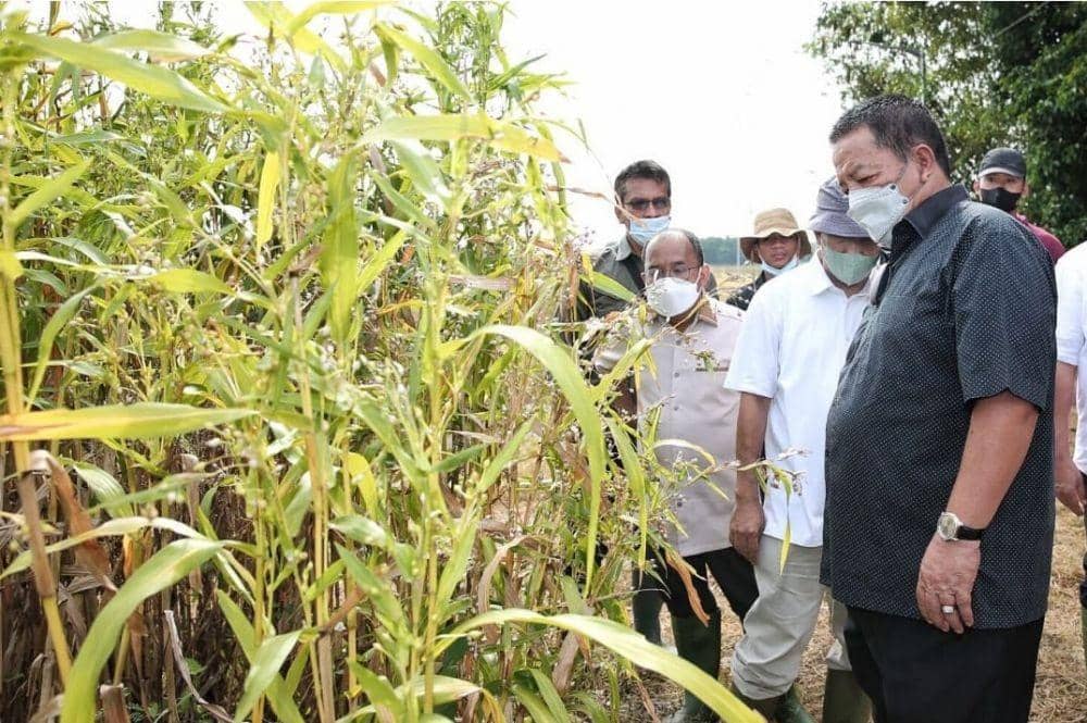 Kala Gubernur Lampung Terpukau Teknologi Pertanian Presisi Jabar