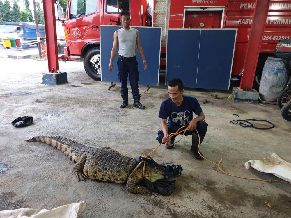 Buaya Muara Dievakuasi Setelah 20 Tahun Dipelihara di Rumah Warga