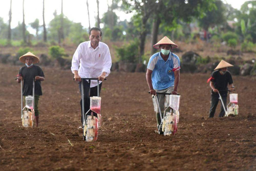 Presiden Jokowi saat tanam jagung di Kabupaten Jeneponto, Sulawesi Selatan pada Selasa (23/11/2021). (dok. Biro Pers Kepresidenan)