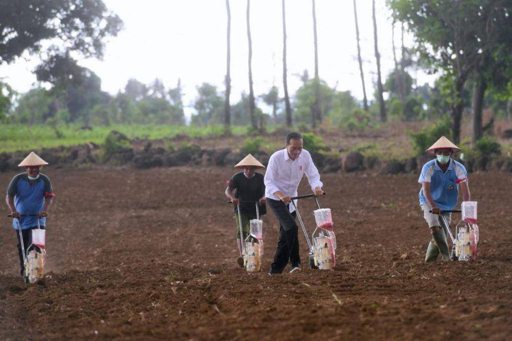 Presiden Jokowi saat tanam jagung di Kabupaten Jeneponto, Sulawesi Selatan pada Selasa (23/11/2021). (dok. Biro Pers Kepresidenan)