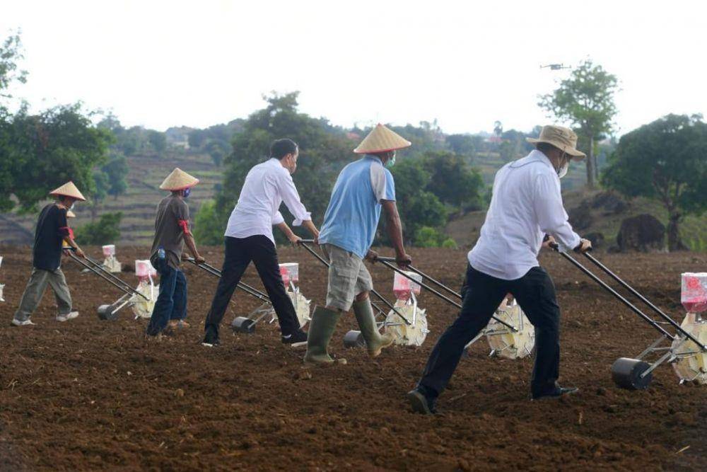 Presiden Jokowi saat tanam jagung di Kabupaten Jeneponto, Sulawesi Selatan pada Selasa (23/11/2021). (dok. Biro Pers Kepresidenan)