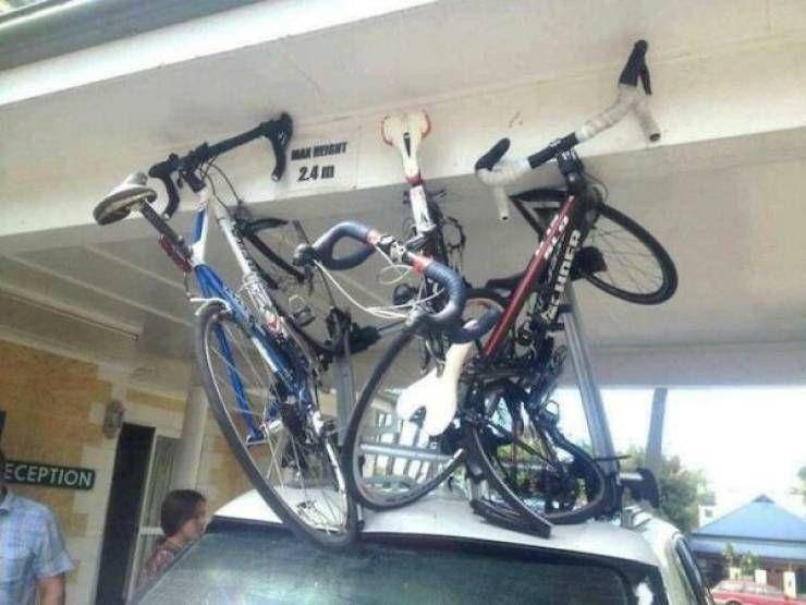 apes naik mobil (izismile.com)