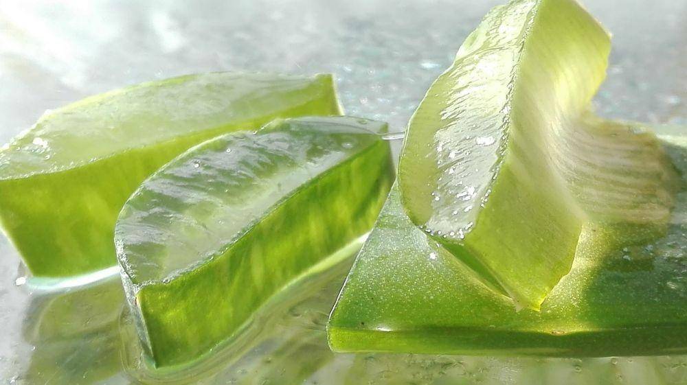 ilustrasi aloe vera (pixabay.com/mozo190)