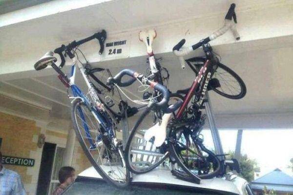 apes naik mobil (izismile.com)