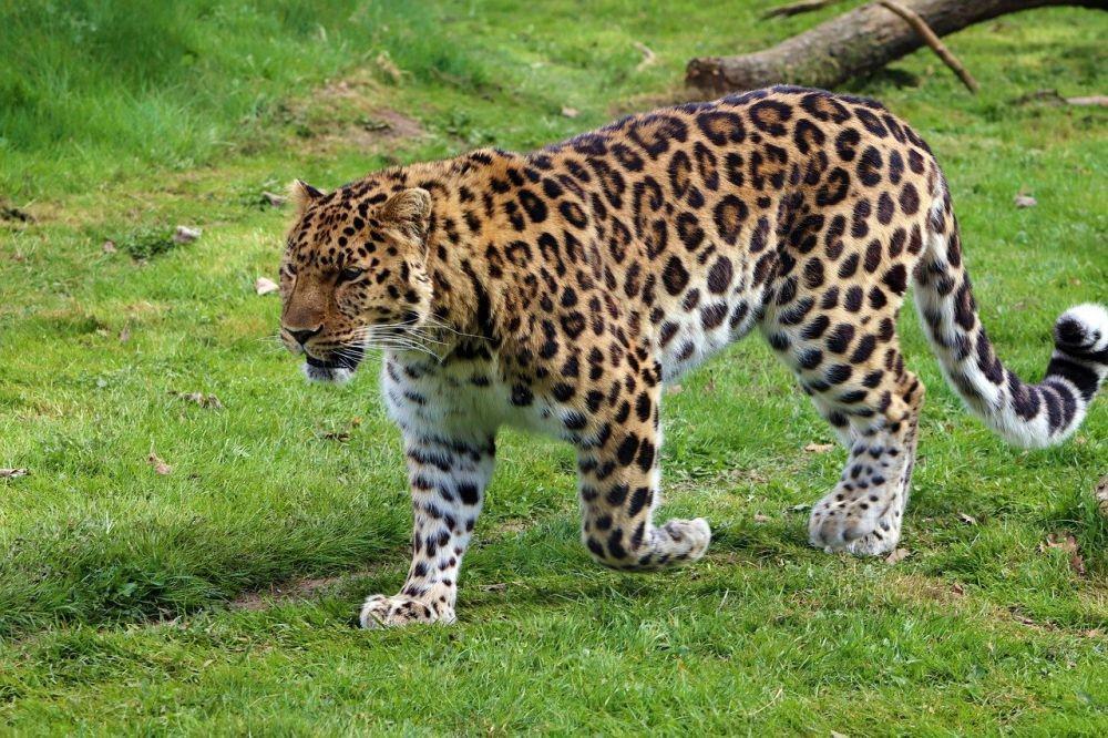 7 Fakta Macan Tutul Amur, Kucing Besar Terlangka di Dunia