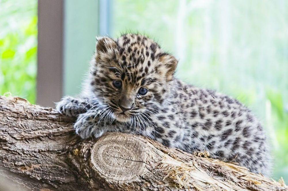 ilustrasi macan tutul Amur (pixabay.com/gatterwe)