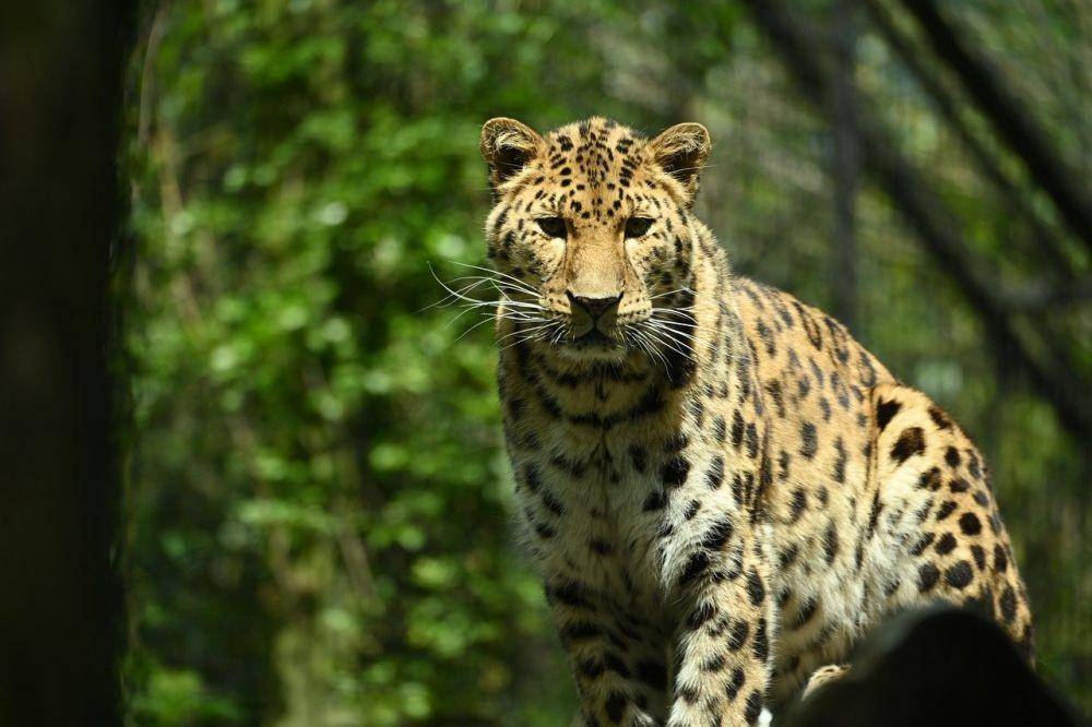 ilustrasi macan tutul Amur (pixabay.com/Spykerf1)