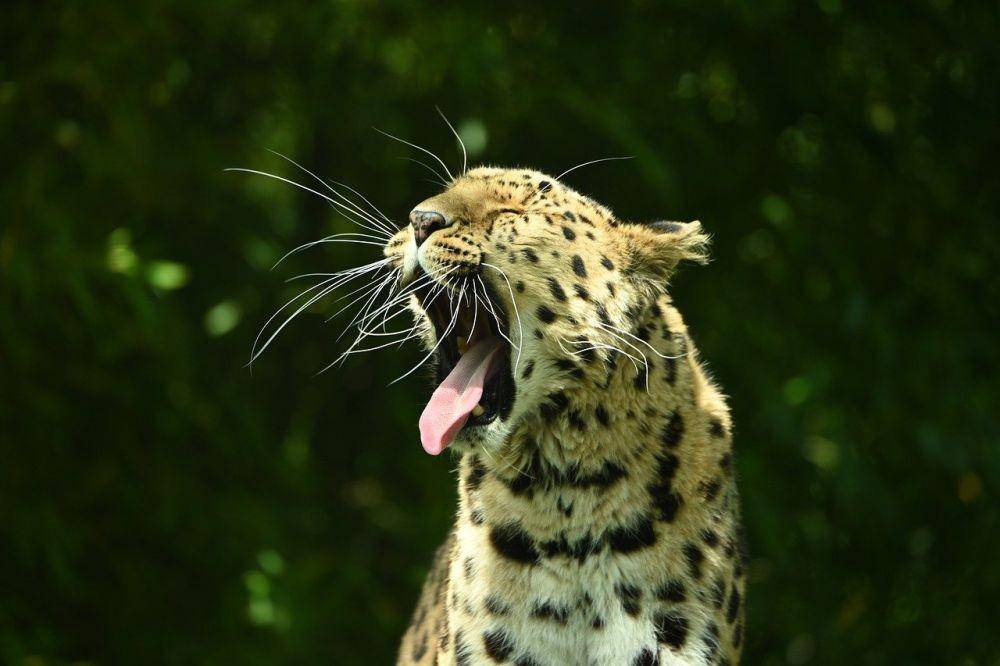 ilustrasi macan tutul Amur (pixabay.com/Spykerf1)