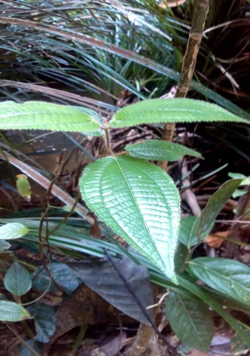 daun gympie-gympie (dok. pribadi/Yvonie OH)