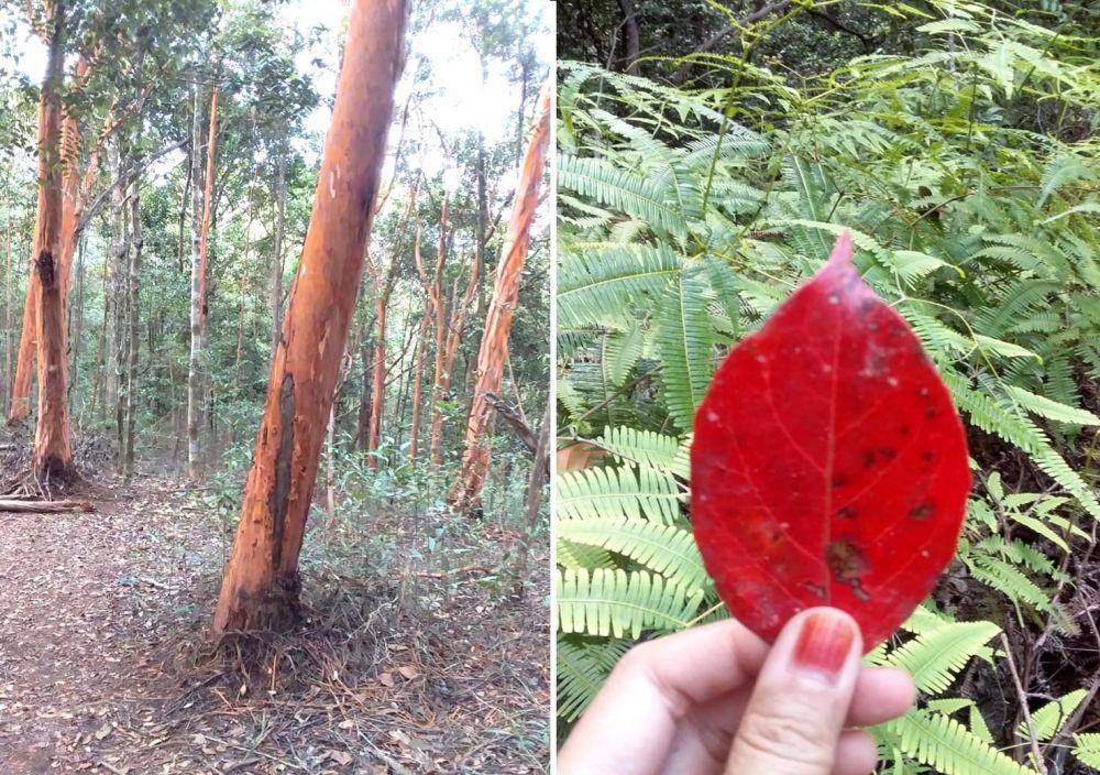 pohon merah dan daun merah (dok. pribadi/Yvonie OH)