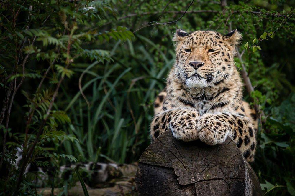illustrasi macan tutul Amur (pixabay.com/R_Winkelmann)
