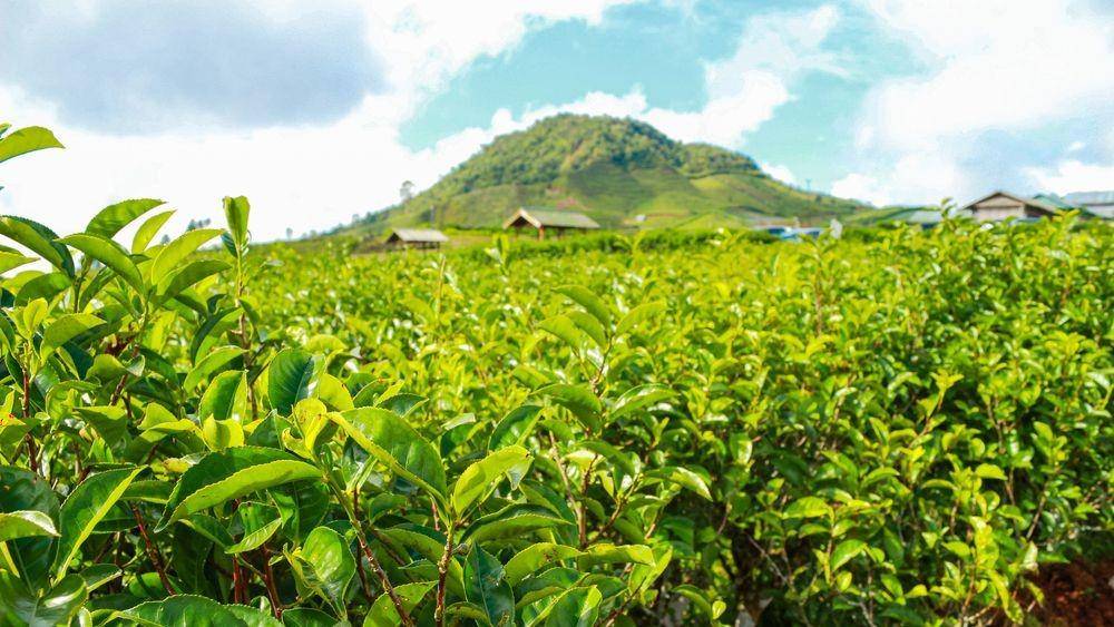 Kebun Teh Malino (kemenparekraf.go.id)