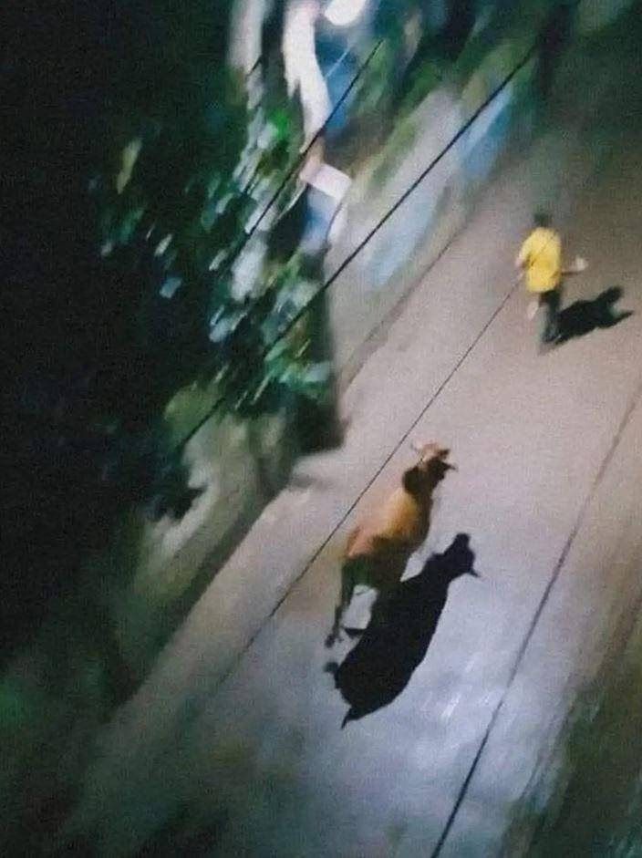 orang dikejar hewan (instagram.com/awreceh.id)